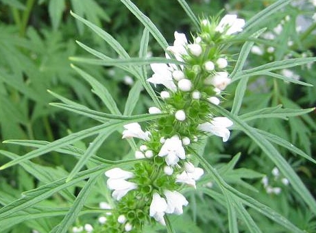 Leonurus cardiaca seed